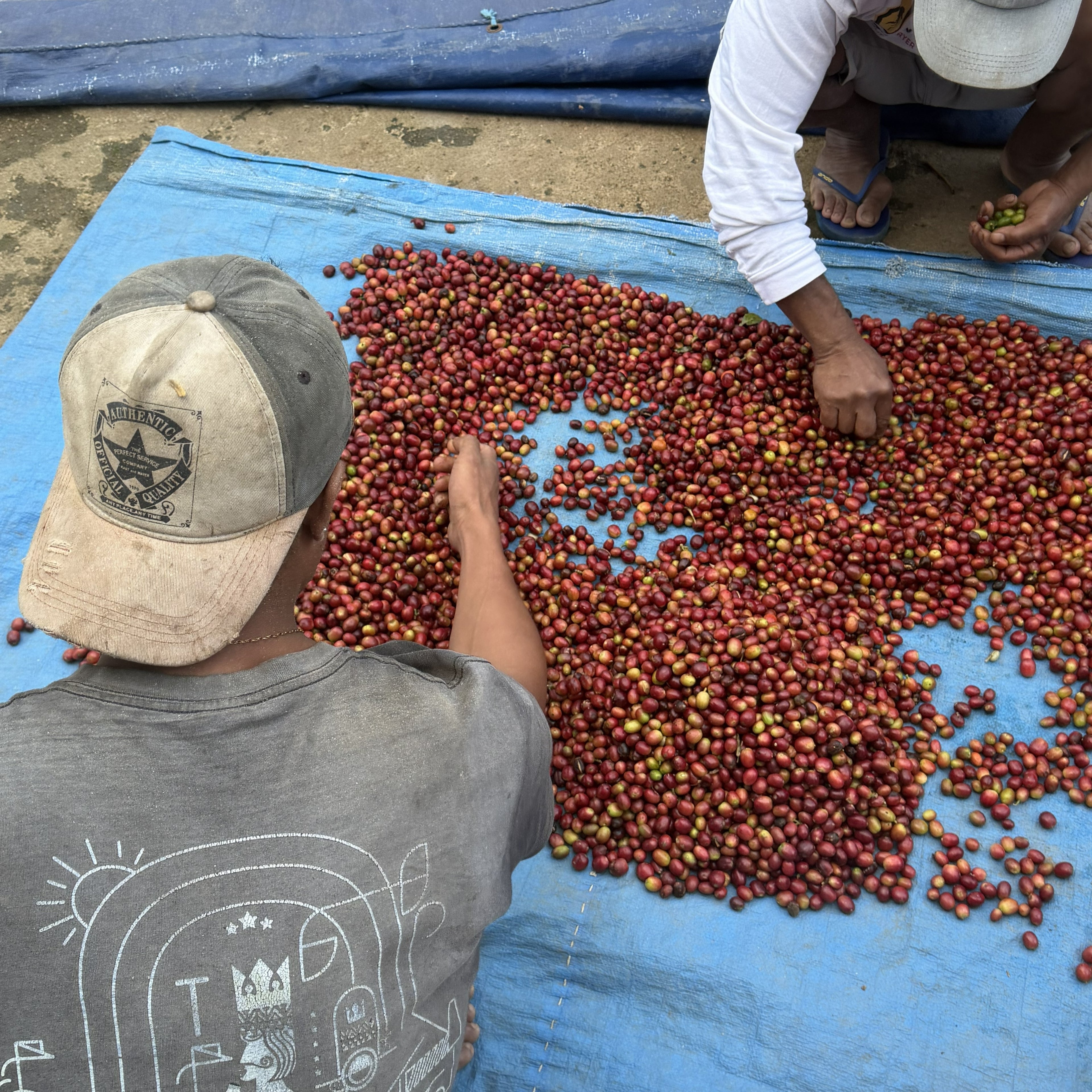 Green Bean Arabica Anaerobic Natural Experimental Lot Flores Mbohang 1001 - 1kg