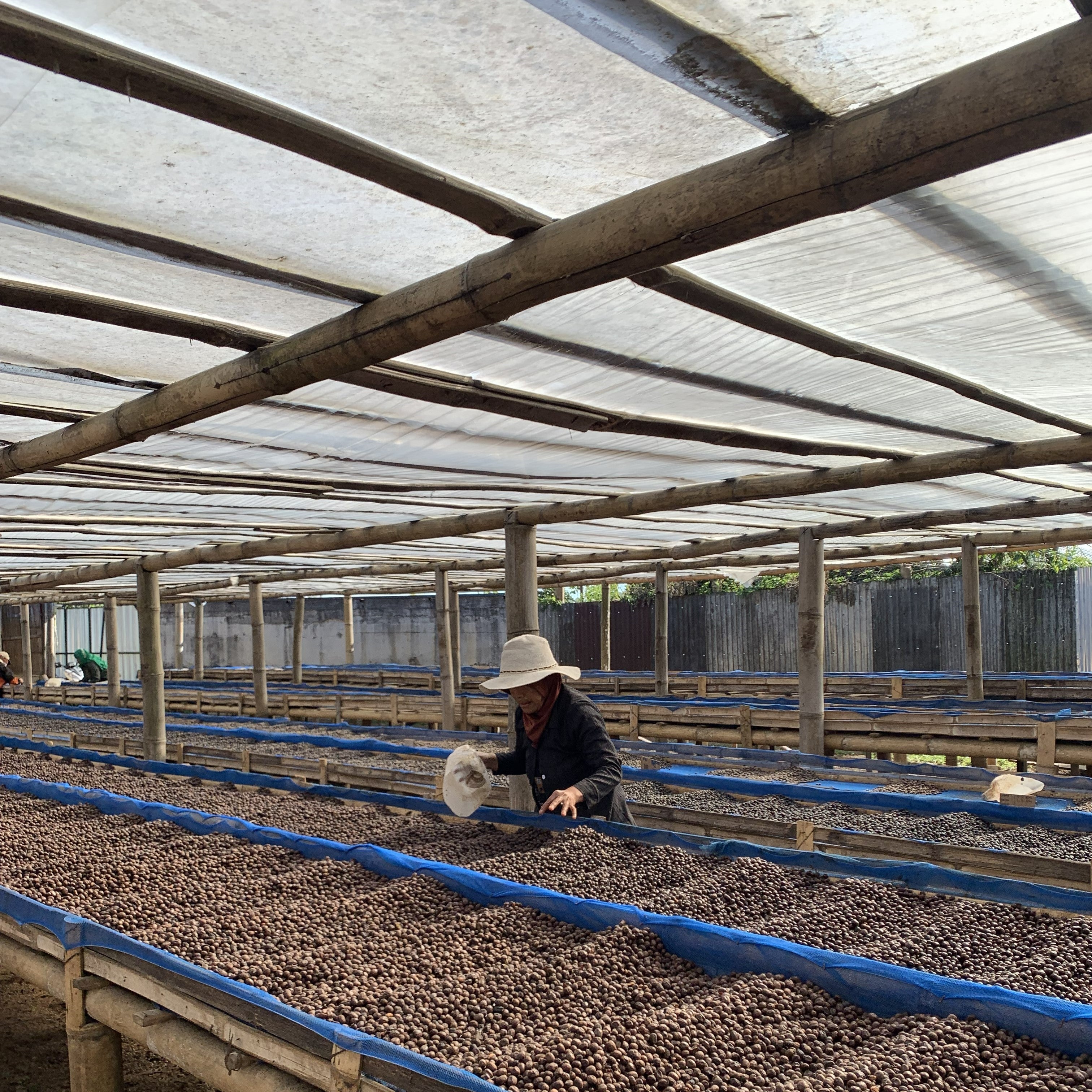 Green Bean Arabica Anaerobic Natural Experimental Lot Flores Mbohang 1001 - 1kg