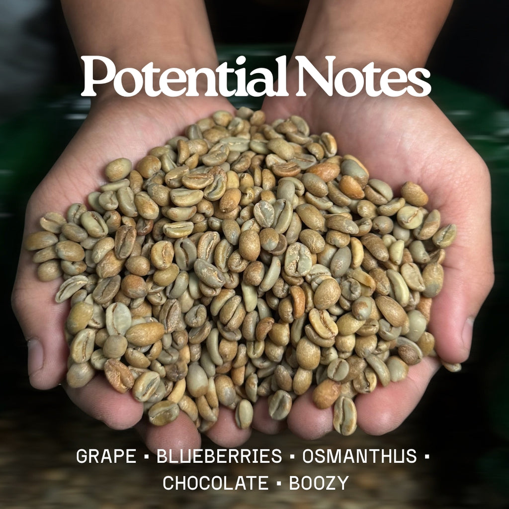 Green Bean Arabica Anaerobic Natural Experimental Lot Flores Mbohang 1001 - 1kg