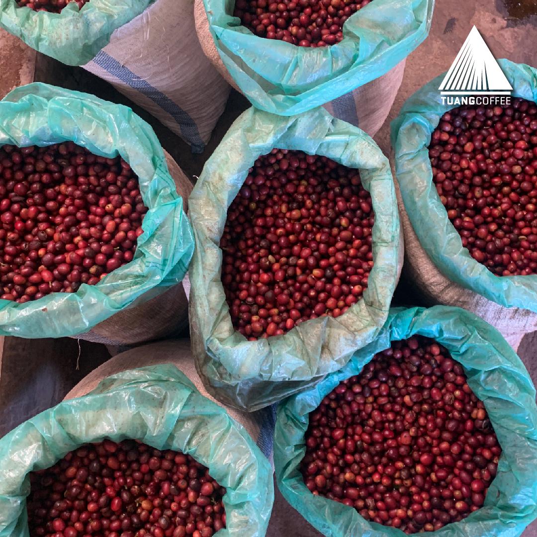 Green Bean Arabica Anaerobic Honey Flores Manggarai - 1kg