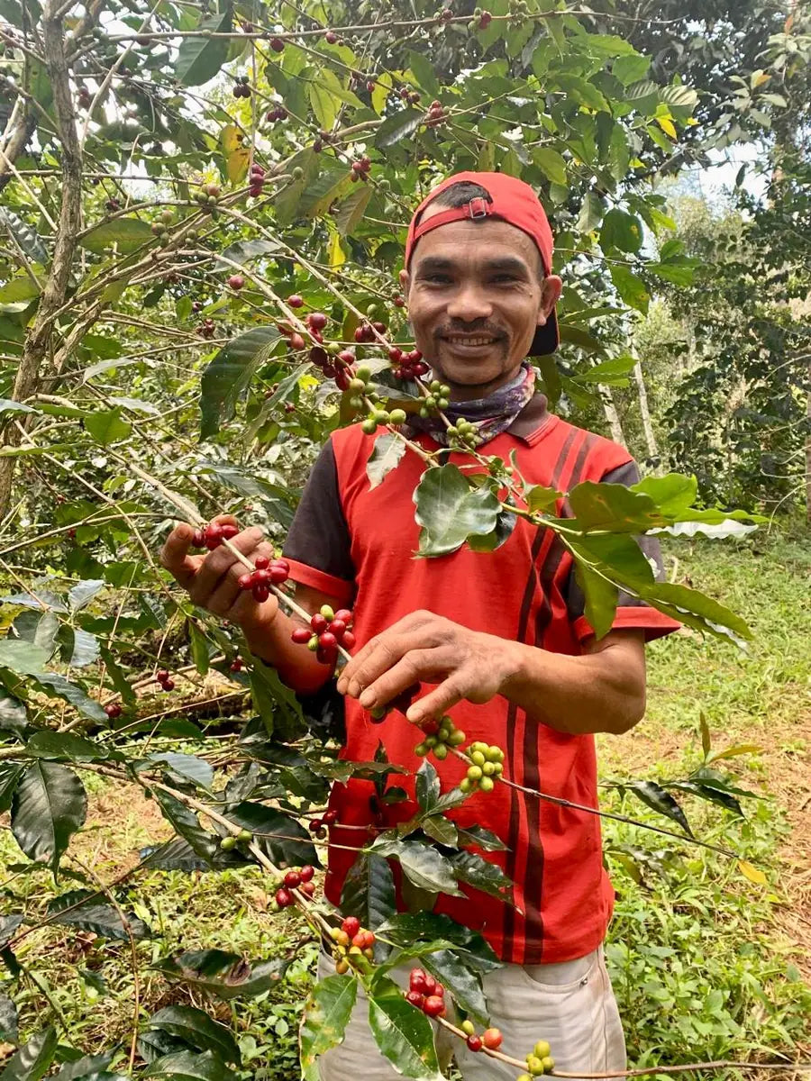 Farmer handpicking coffee cherries