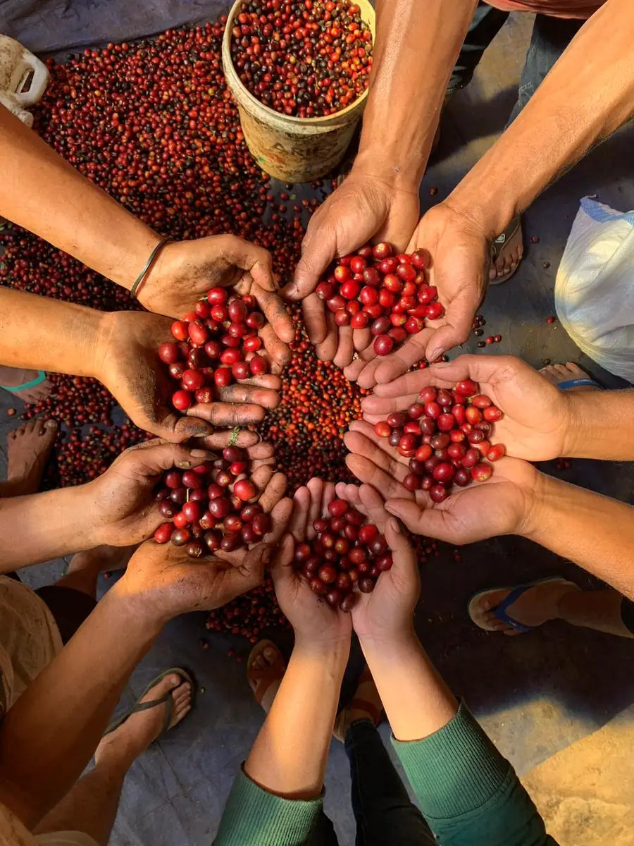 Farmers' hands holding freshly picked coffee cherries