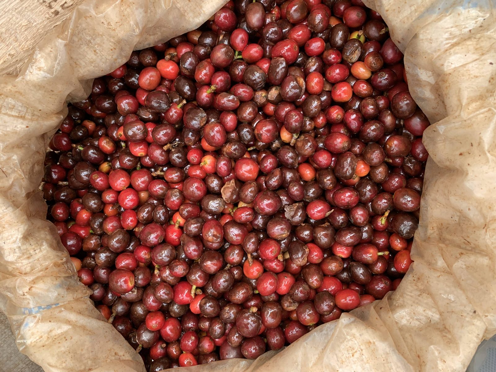 Coffee cherries