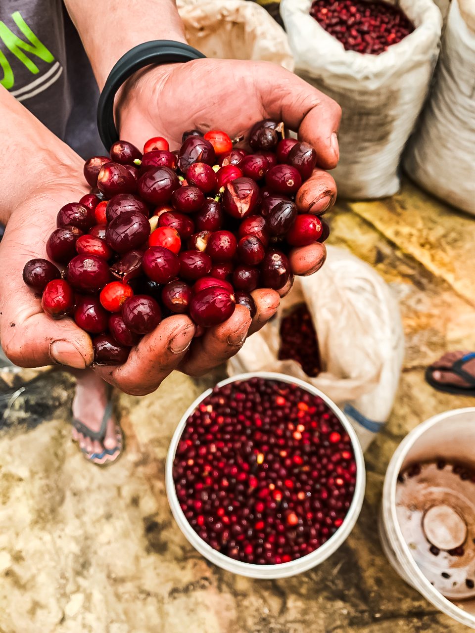 Tuang Coffee farmers