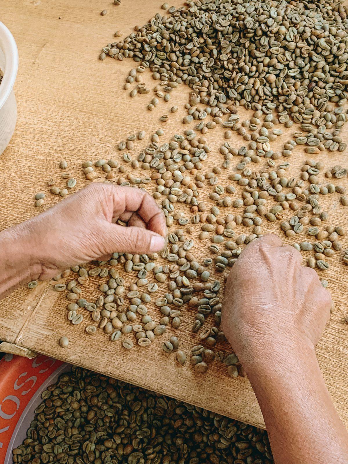 Sorting coffee beans